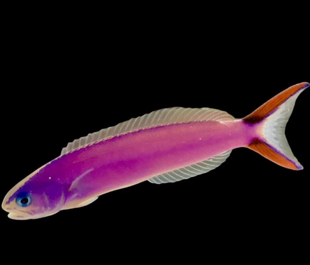 PURPLE TILE GOBY
