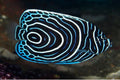 Emperor Angel, Juvenile