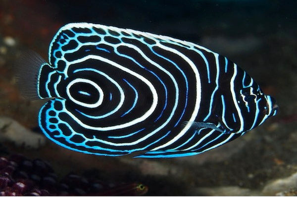 Angel Emperor Juvenile