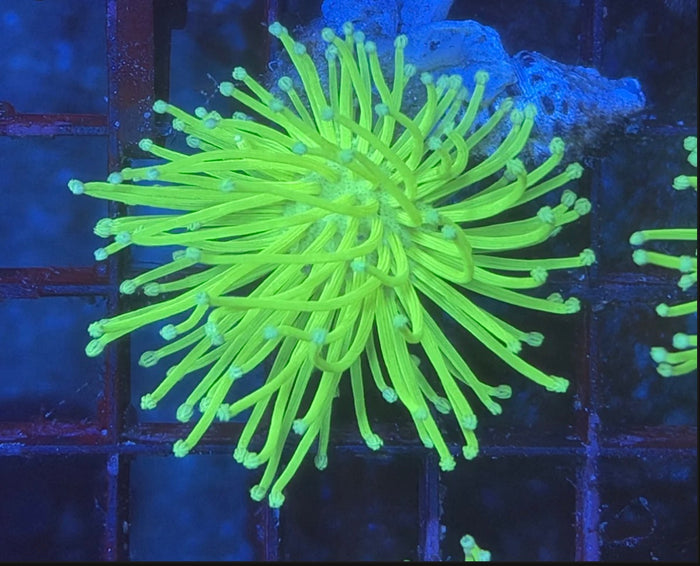 Malay Neon toadstool