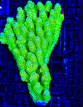 Malaysian Homewrecker Style Acro Frag