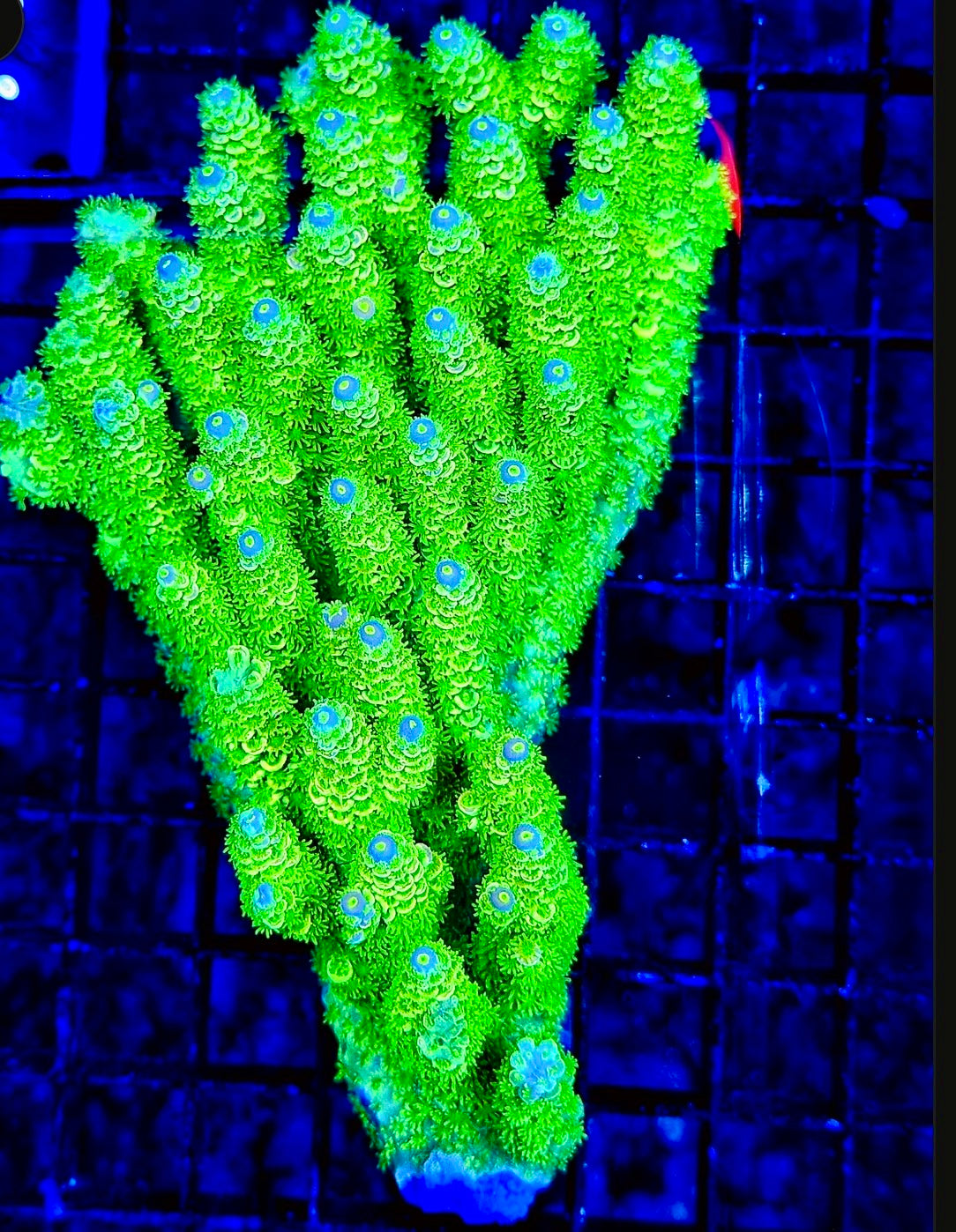 Malaysian Homewrecker Style Acro Frag