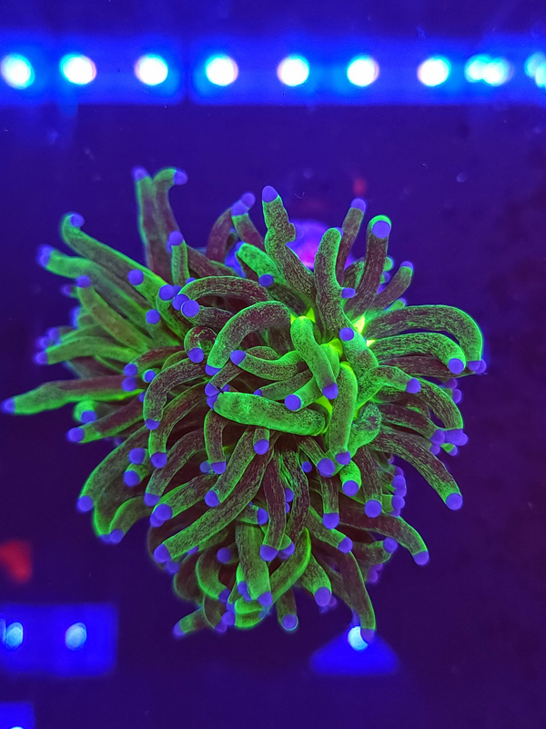 Glitter Torch Coral