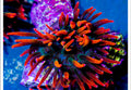 SHERMAN BUBBLE TIP ANEMONE