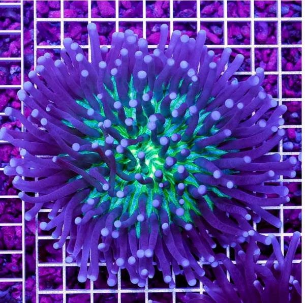 Aussie Heliofungia Long Tentacle Plate, Coral