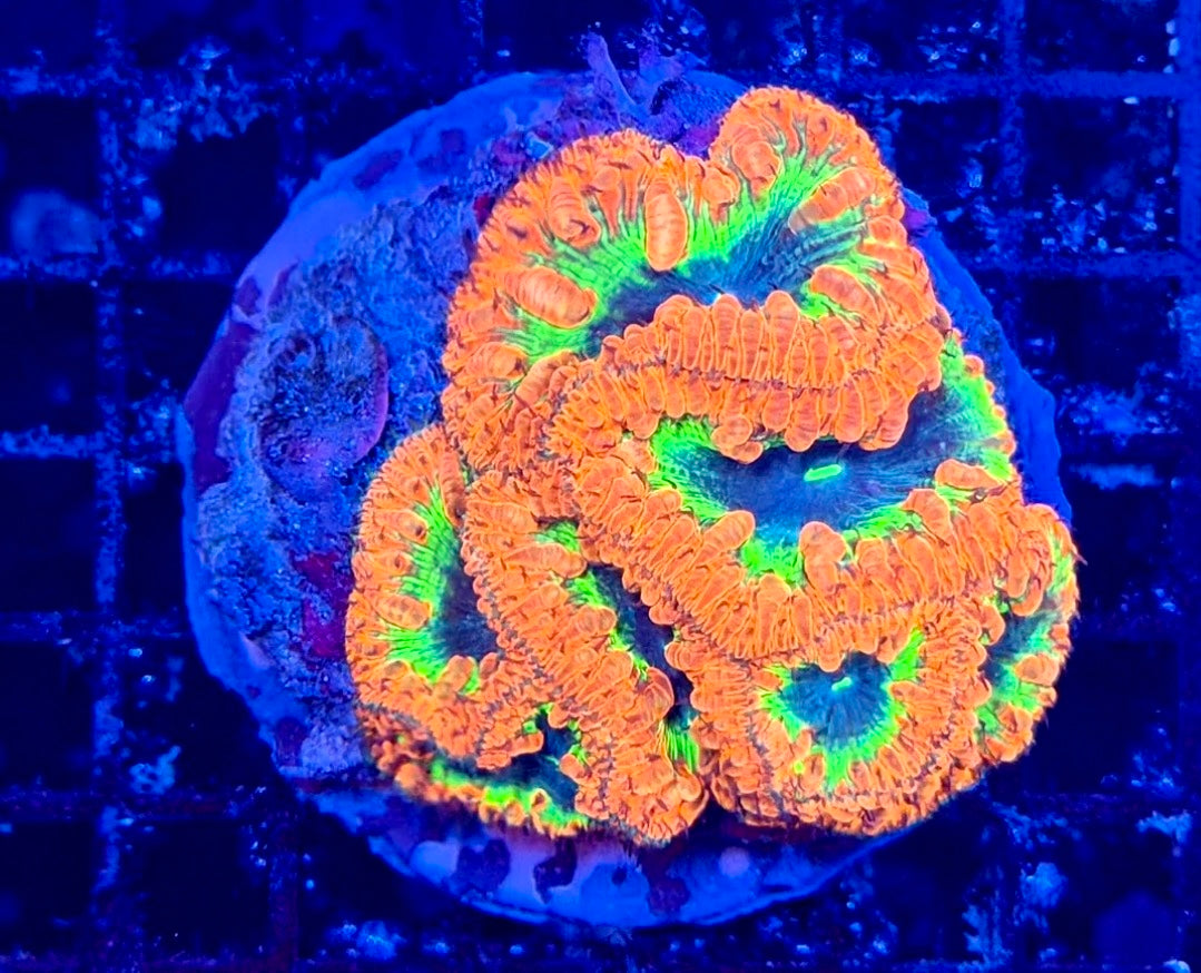 Rainbow Blasto