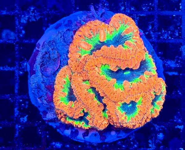 Rainbow Blasto