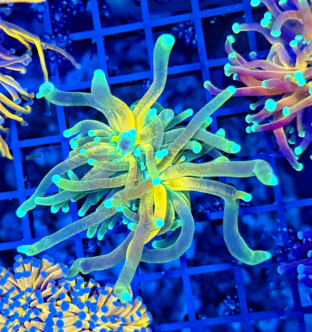 OG REVERSE TIGER TORCH