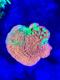 WWC TRI COLOR GRAFTED MONTI FRAG