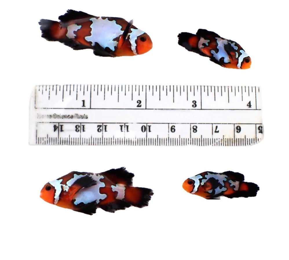 Premium Mocha Snow Longfin Pair