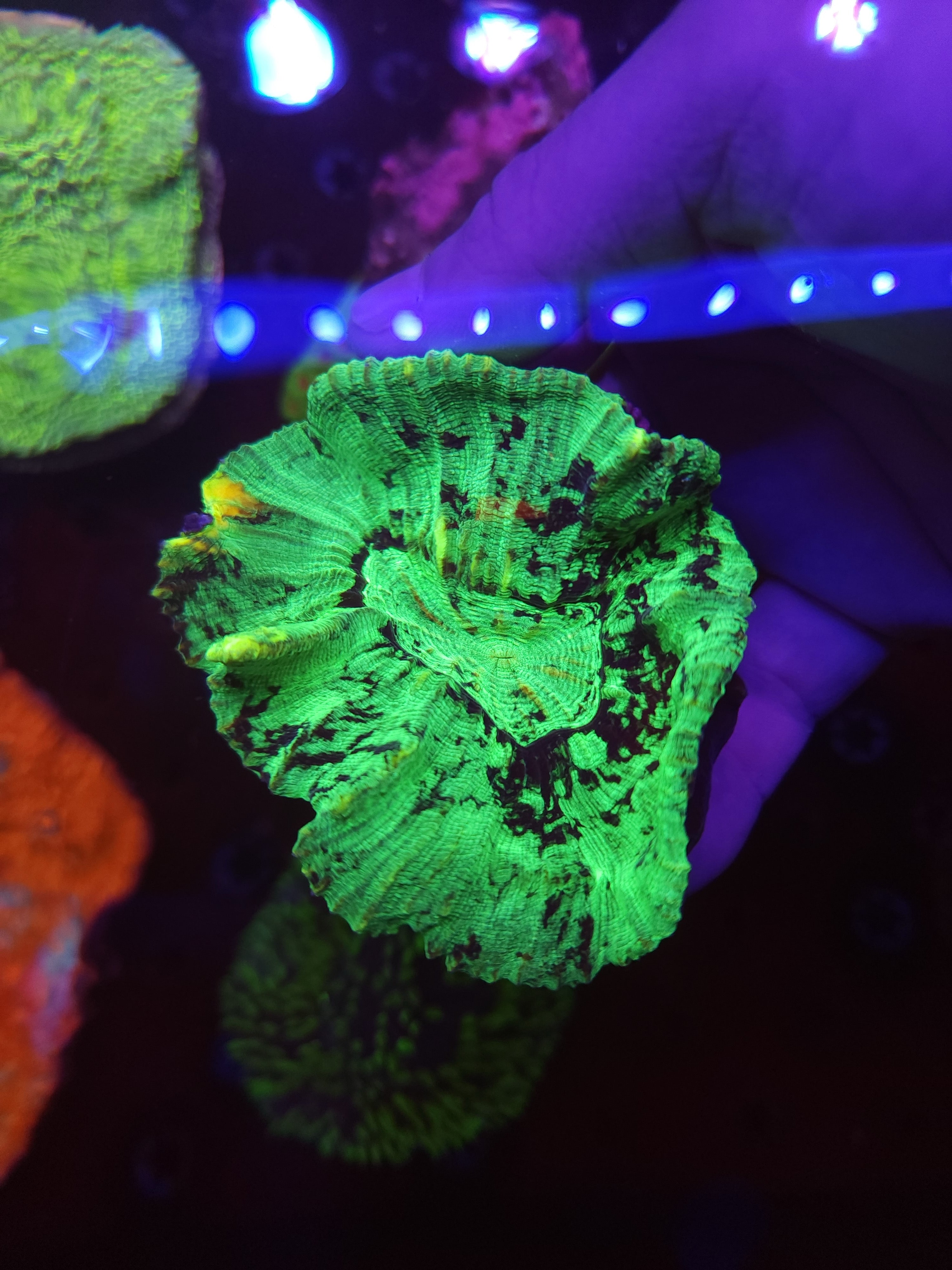 TCB Splatter Pectinia