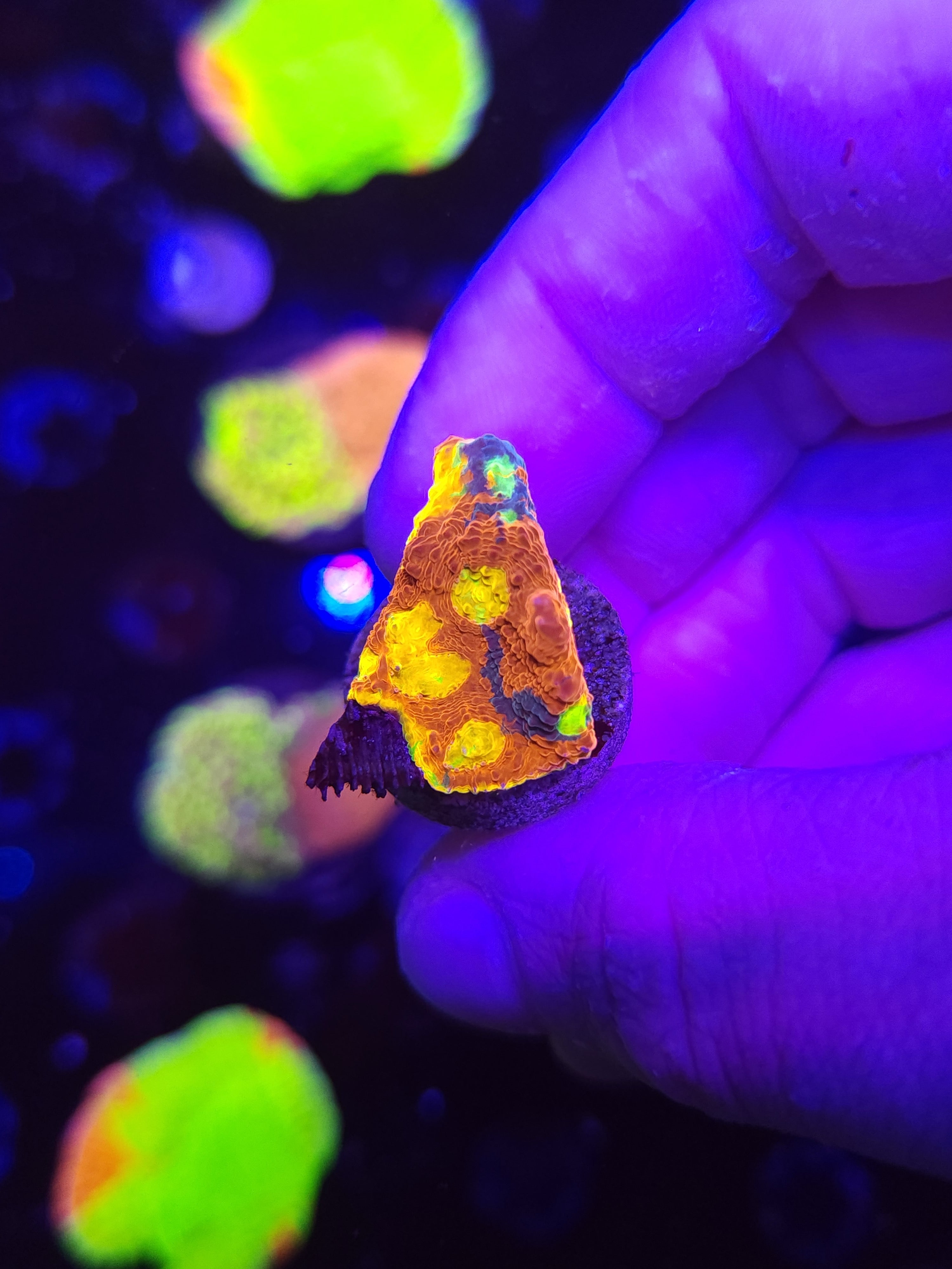 Dynamite Rainbow Chalice