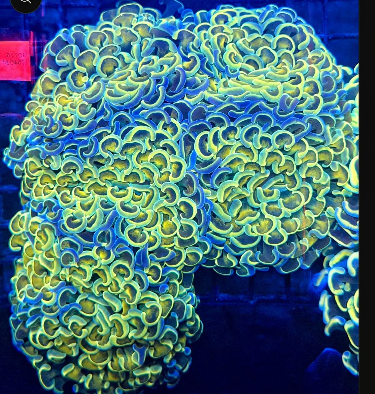 Malay fat head hammer colony