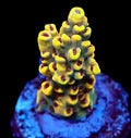 WWC Afterparty Cultured Acropora Frag
