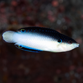 MEDIUM CHINA WRASSE