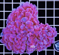 Bright AUSTRALIAN BUBBLE CORAL