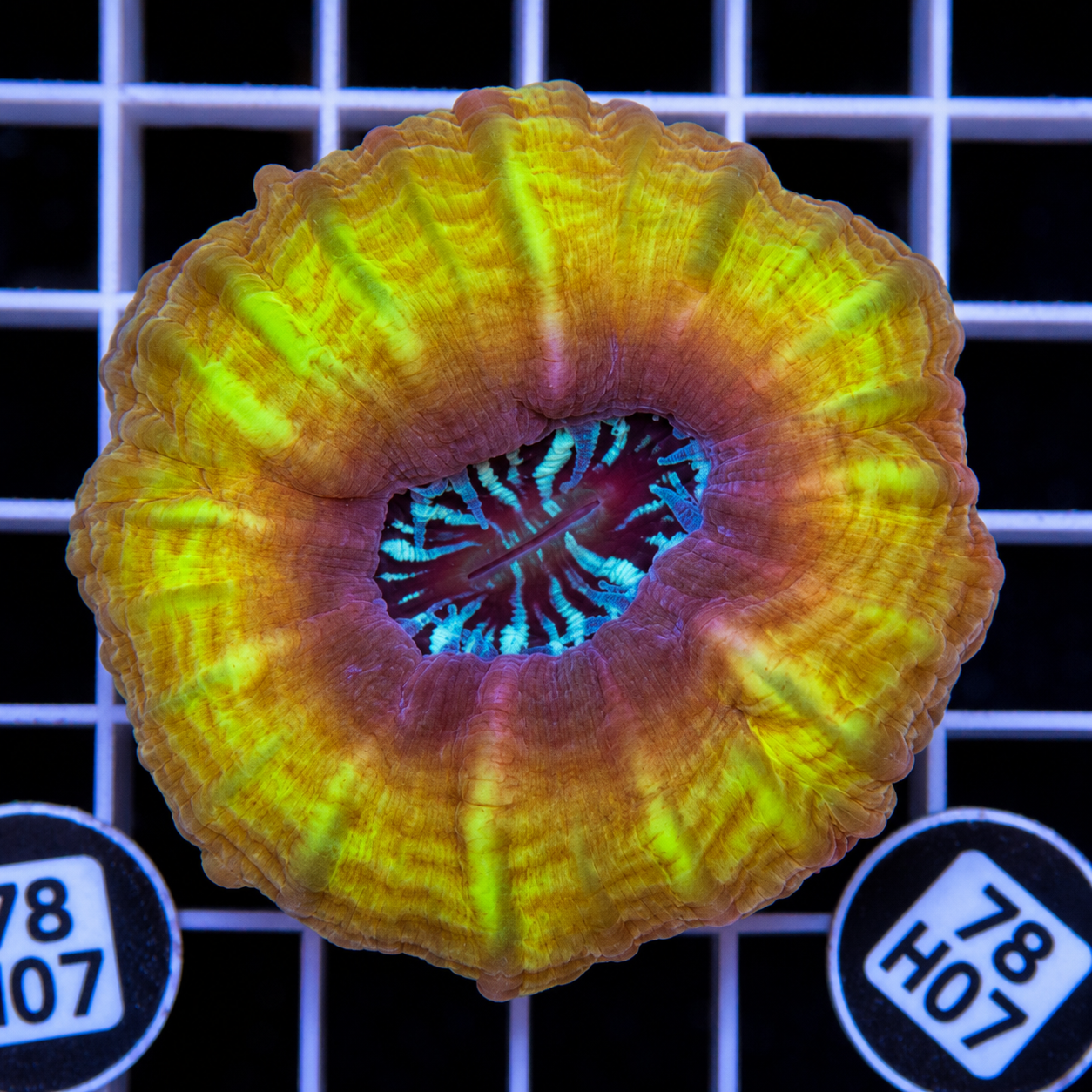 BRIGHT UNIQUE YELLOW AUSTRALIAN CYNARINA