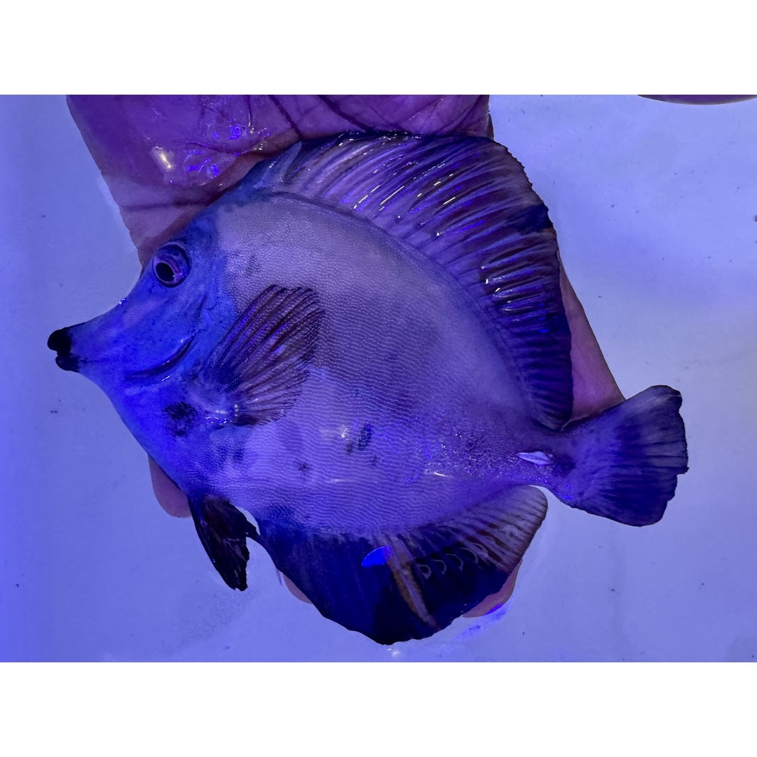 RARE XXL BLUEFACE KOI TANG