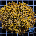 AUSSIE ORANGE WALL HAMMER