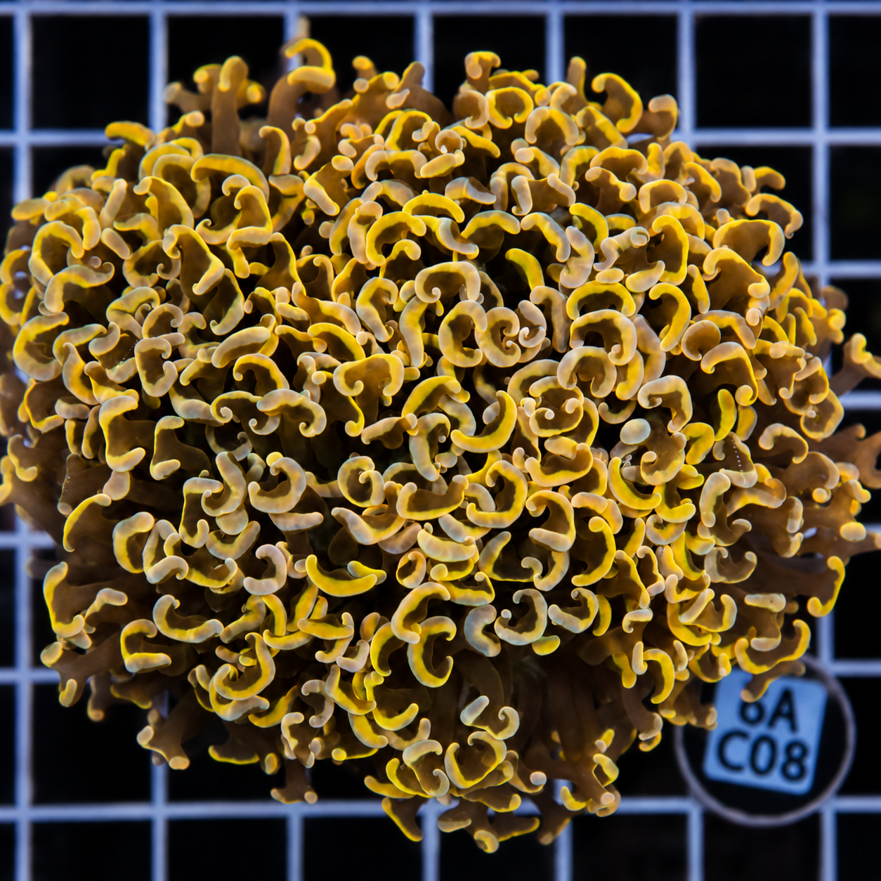AUSSIE ORANGE WALL HAMMER