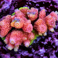 ACROPORA INDONESIA