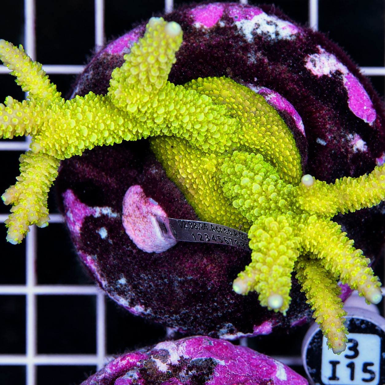 ACROPORA INDONESIA