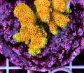ACROPORA INDONESIA