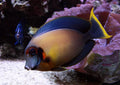 LARGE CHOCOlATE TANG