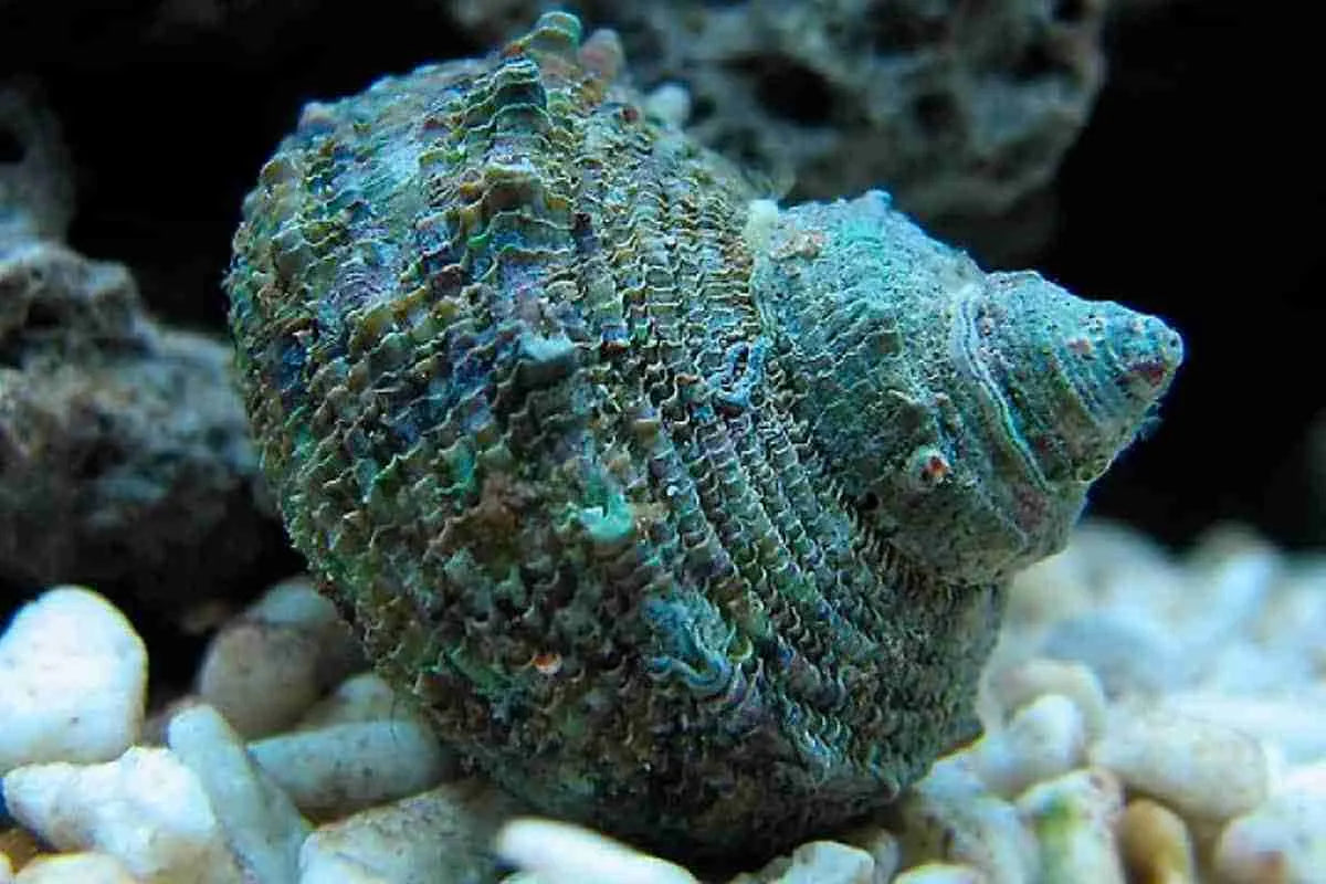 MEXICAN TURBO SNAIL