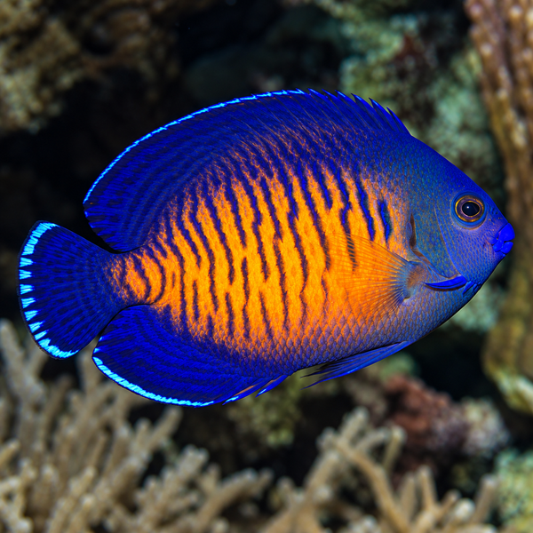 Coral Beauty