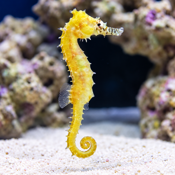 Barbouri Seahorse