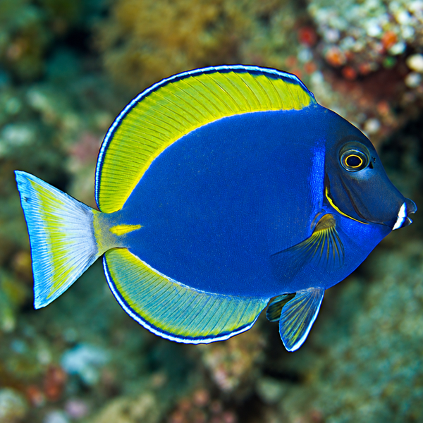 Hybrid Powder Blue X White Cheek Tang MED