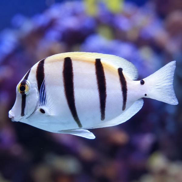 Convict Tang Med