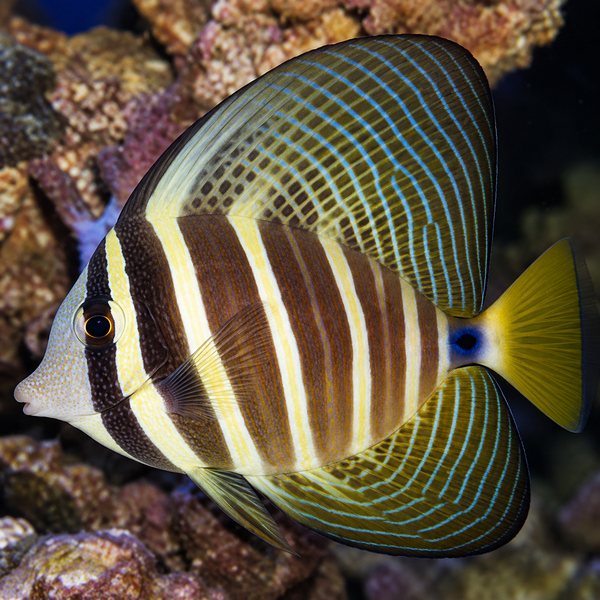 Sailfin Tang Medium