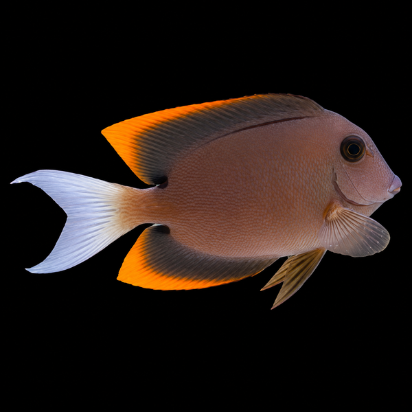 Flame Fin (Tomini) Tang Medium