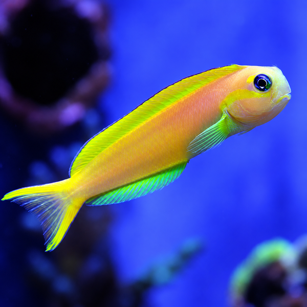 Midas Blenny; Golden Africa