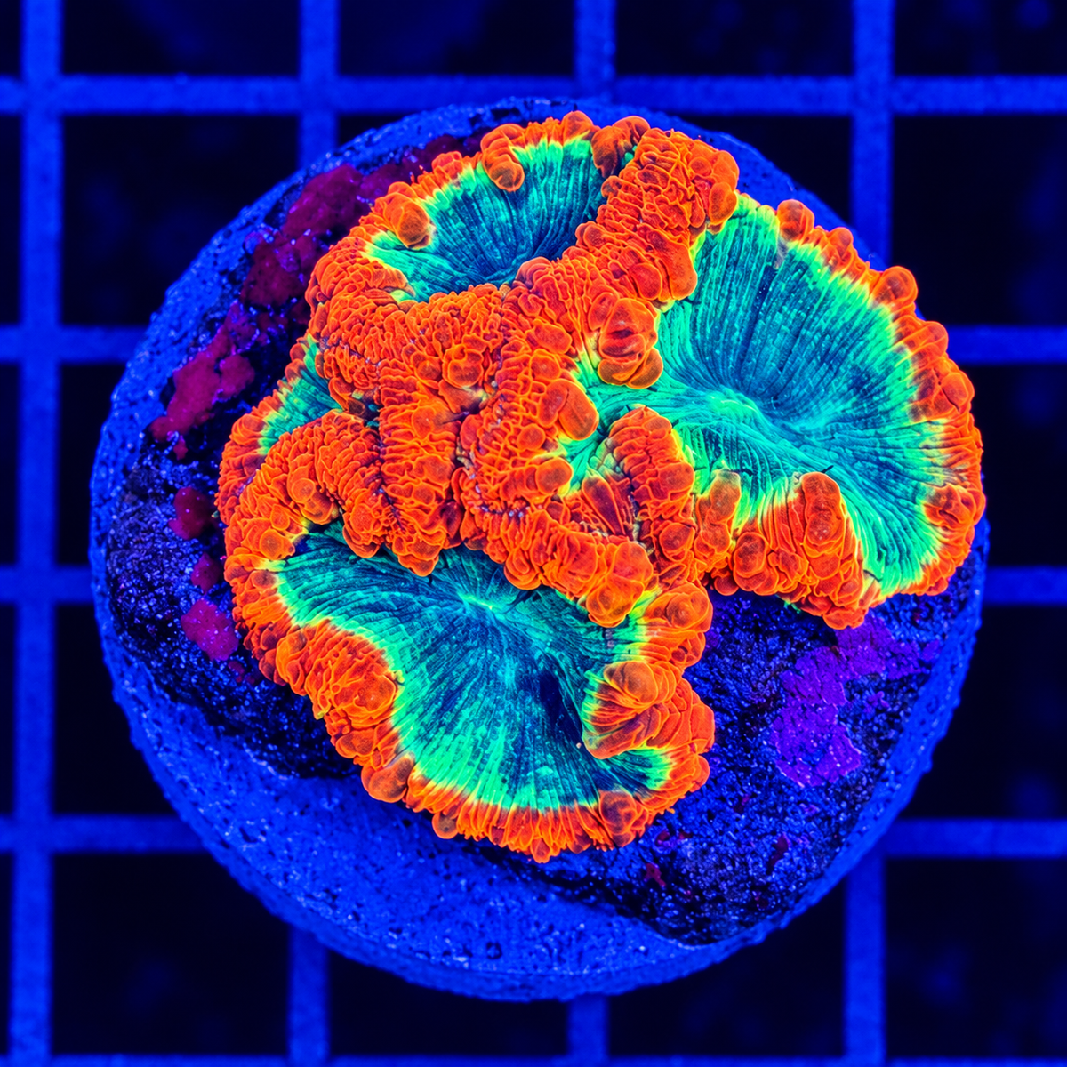RAINBOW BLASTO