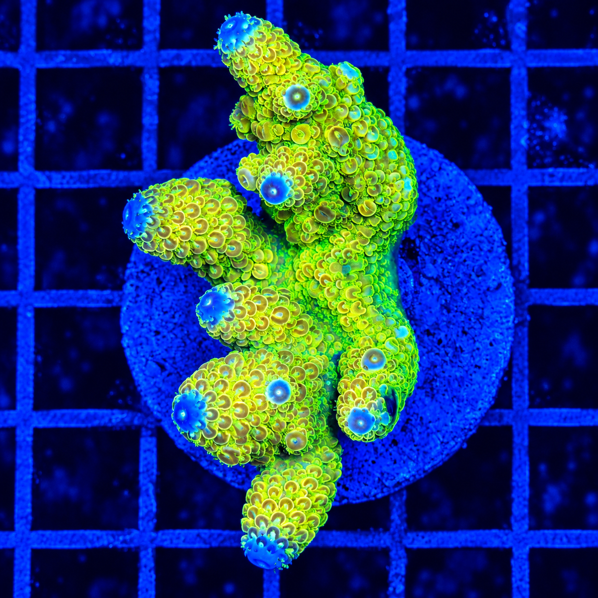 INDO ACROPORA