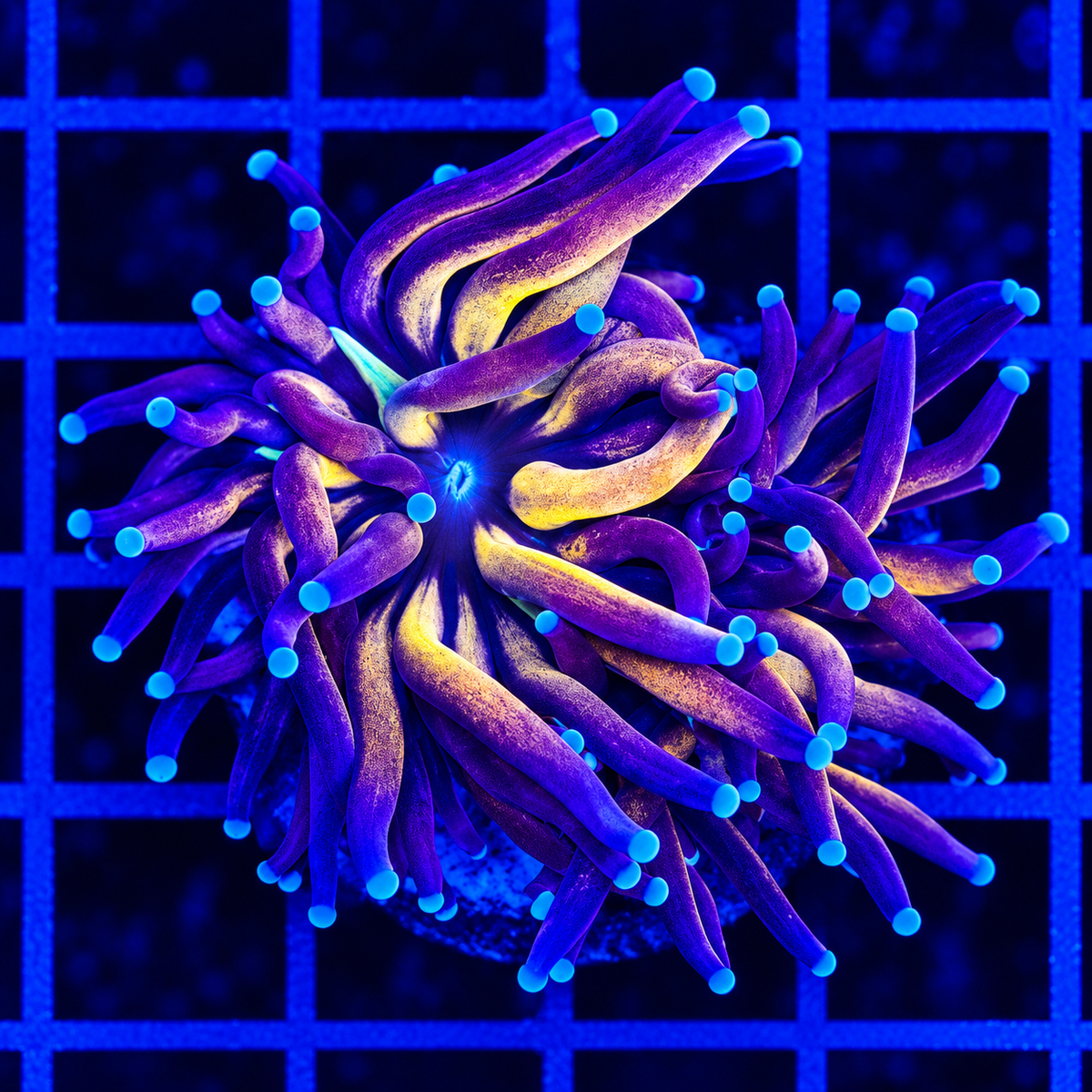 TIGER TORCH LARGE SINGLE