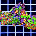 PALY ZOA AUSTRALIA