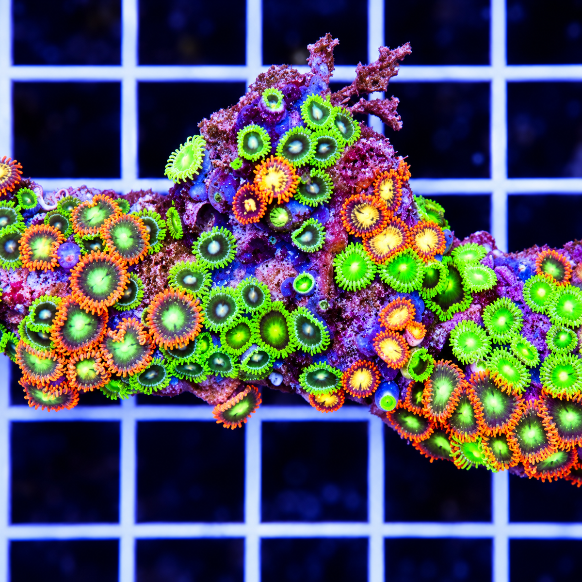PALY ZOA AUSTRALIA
