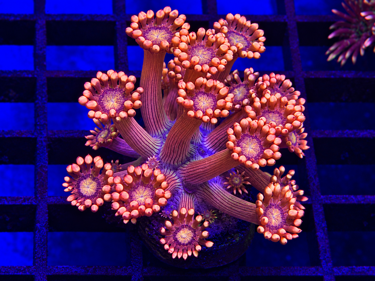 ULTRA METALLIC RED GONI