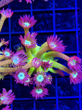 GLITTER GONI FRAG