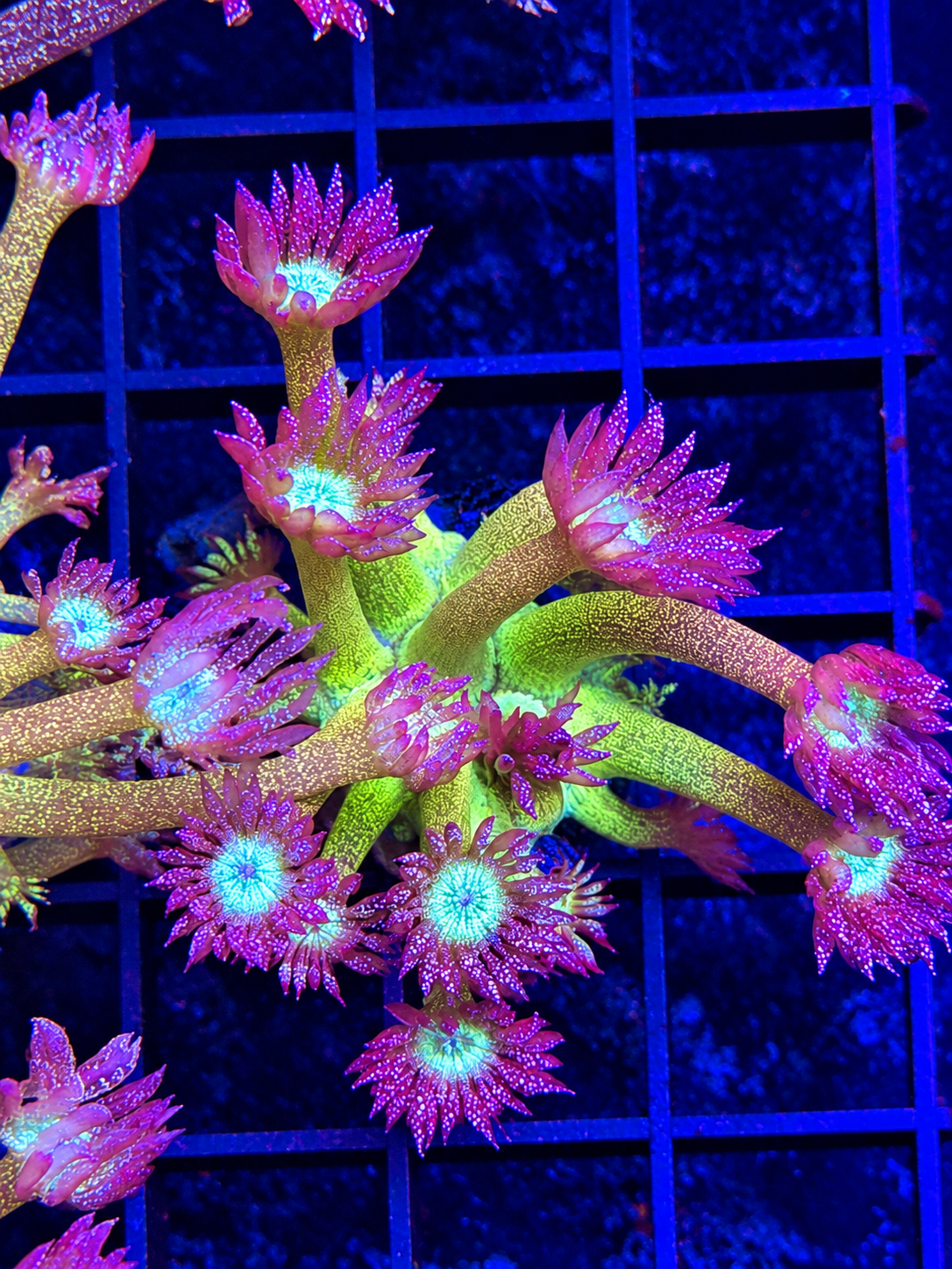 GLITTER GONI FRAG