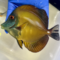 ULTRA BLUE FACE KOI TANG