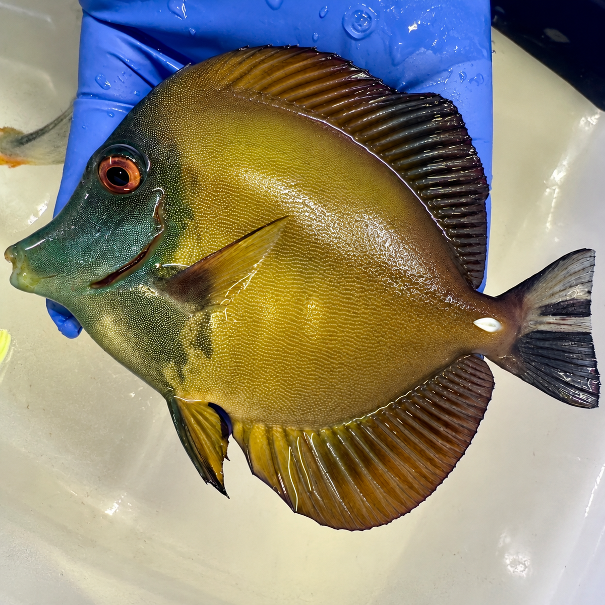 ULTRA BLUE FACE KOI TANG