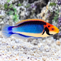 RED HEAD SOLAR WRASSE
