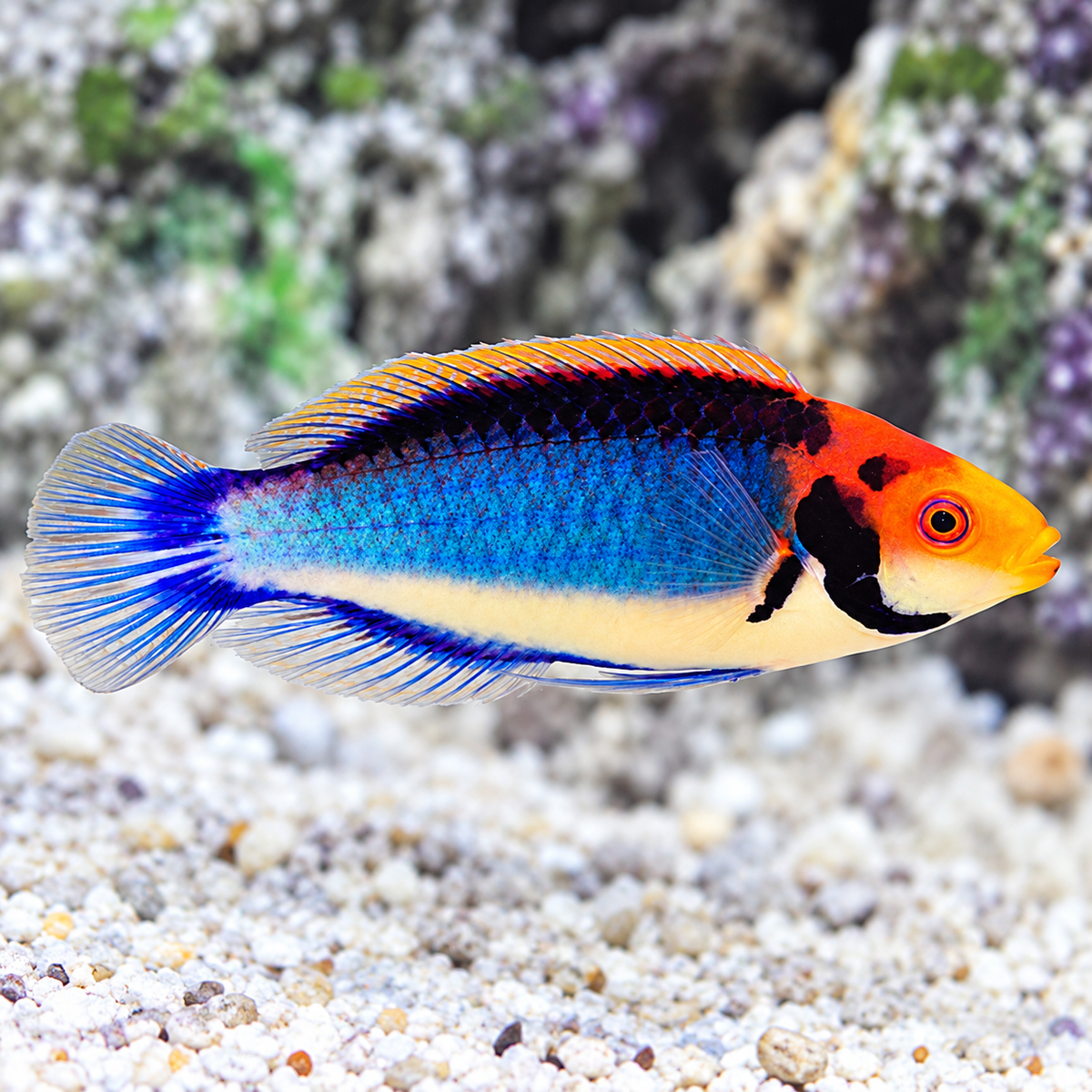 RED HEAD SOLAR WRASSE