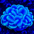 Catseye Bubble Coral