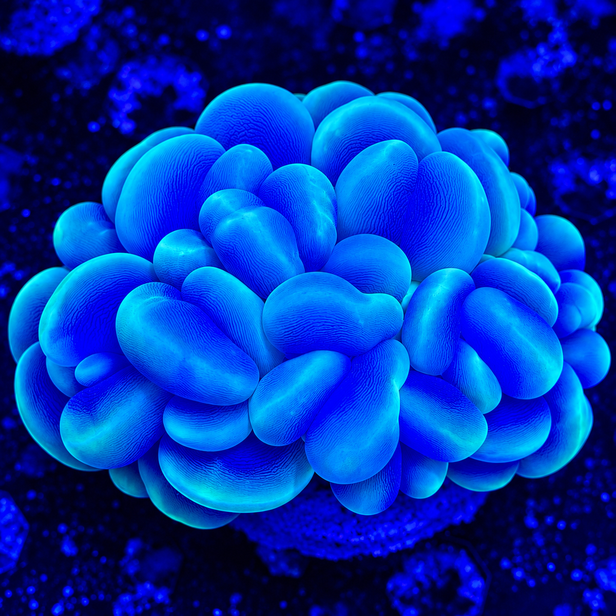 Catseye Bubble Coral